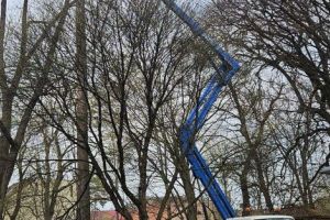 Echipele de la Spaţii Verzi, lucrări în parc şi în centru, plantări pe Decebal şi Gării