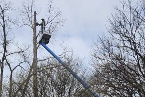 Lucrări în parcul municipal şi în centru, plantări pe Decebal şi Gării