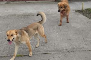 Giroc: câini lăsaţi liberi pe străzi, amenzi de până la 10.000 de lei şi controale în teren