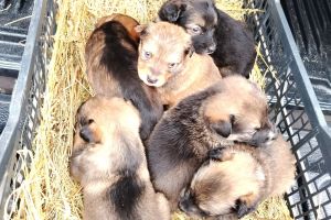 ȘOCANT în Galicea: 7 căţei abandonaţi de un pensionar! Poliţia a aplicat sancţiuni drastice