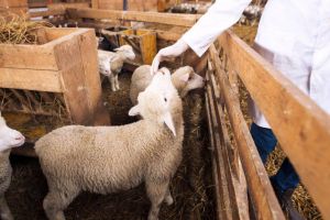 Sancţiuni pentru crescătorii de animale din judeţ: Amenzi de mii de lei şi avertismente aplicate de DSVSA Satu Mare