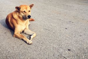 Primaria Constanta: Apel la responsabilitatea cetatenilor fata de animale 