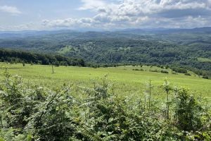 Consiliul Judeţean Bihor vrea să combată invazia ferigii de câmp pe mai mult de 600 hectare de teren din cinci comune, cu bani europeni