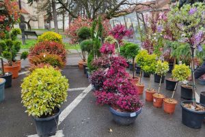 Piaţa Centrală a Bistriţei înflorit. A început Expo Grădină & Ambianţă