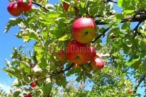 Alerte fitosanitare în livezile de măr: Oficiul Fitosanitar Dâmboviţa recomandă tratamente urgente împotriva Gărgăriţei florilor şi Făinării