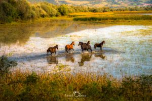 Ostrovul Moldova Veche şi Caii Săi Sălbatici – Un Paradis Ascuns Mustind de Viaţă!