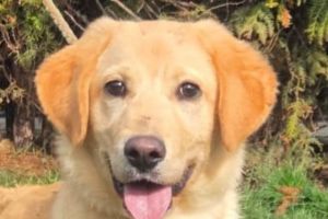 Pearl: Căţeluşa care a învăţat prea devreme că „oamenii mint”