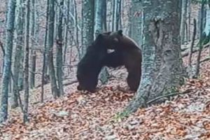 Evaluarea populaţiilor speciilor de animale strict protejate din judeţul Bacău