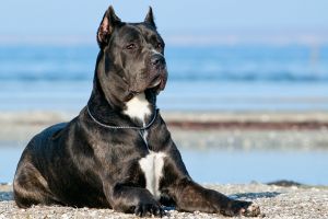 Controale ale Poliţiei Braşov: dosare penale pentru modificarea ilegală a aspectului câinilor periculoşi