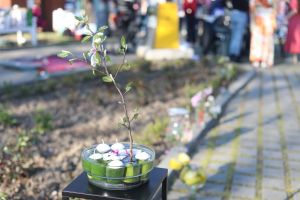 Hanami la Timişoara. Tradiţia japoneză a florilor de cireş, în Parcul Rozelor