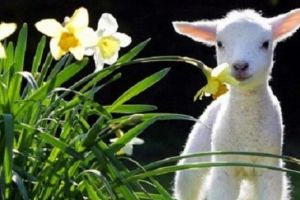 Sărbătoare uriaşă pentru români: Intrarea Domnului în Ierusalim/ Duminica Floriilor