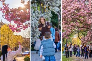 Oradea în culoare: Cireşii japonezi din Piaţa Unirii şi florile înmiresmate din curtea Palatului Baroc au atras oamenii la plimbare şi fotografii (FOTO/VIDEO)