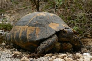 Ziua Mondială a Broaştelor Ţestoase. Curiozităţi