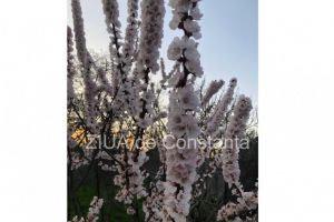 Vremea intra intr-un proces de racire in Dobrogea! Cum va fi de Paste la Constanta