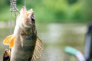 Observarea comportamentului peştilor în diferite condiţii