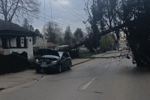 FOTO Copac căzut peste o maşină pe o stradă în zona centrală a municipiului Botoşani
