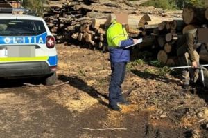 Poliţiştii sătmăreni au luat la puricat transporturile de lemne: nereguli grave descoperite în doar trei zile