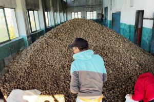 Cartofi gratuiţi pentru cetăţenii nevoiaşi din Măicăneşti