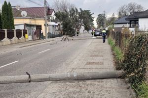VIDEO Circulaţie blocată pe o stradă din Botoşani. Vântul a pus la pământ un copac şi doi stâlpi