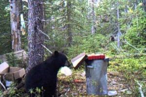 COSTIȚA şi GOGOȘILE vor putea fi din nou folosite la MOMIREA urşilor în Alaska