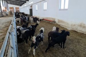 VIDEO Pierderi uriaşe pentru oierii din Botoşani din cauza conflictului din Orientul Mijlociu