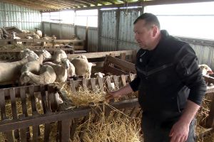 Ciobanii dispar, munca rămâne. Criza forţei de muncă loveşte oieritul: „Nu avem cu cine lucra”