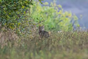Începe numărătoarea pisicilor sălbatice în pădurile judeţului Botoşani. Atenţie! Este interzisă capturarea lor