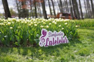 Program complet Simfonia Lalelelor 2026 la Piteşti. Ce evenimente te aşteaptă între 17–26 aprilie