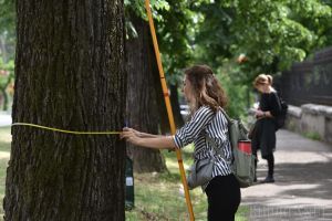 Oradea, oraş fără umbră: primul masterplan arboricol arată că pe străzi sunt prea mulţi copaci bătrâni, uscaţi sau afectaţi de şantiere