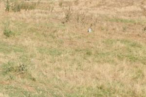 Doua terenuri din Cogealac, vandute prin licitatie de DGFP Constanta (DOCUMENTE)