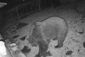 VIDEO Disperare la Dealu Sării. Urs înfometat, surprins de camere în timp ce devastează gospodăria unei buzoience