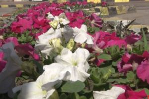 Peste 300.000 de flori împodobesc străzile Sucevei în această primăvară