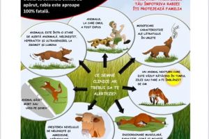 DSVSA Constanta informeaza cetatenii asupra preventiei aparitiei RABIEI 