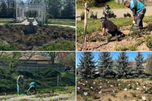FOTO. Horticultura vrea să revitalizeze Parcul Rozelor. A plantat peste 2.500 de trandafiri şi are planificate şi alte lucrări