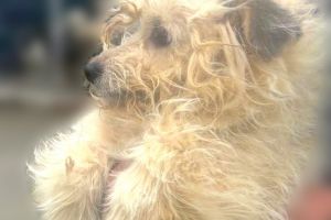 Primaria Constanta. Campania gratuita Adopta un catel, continua