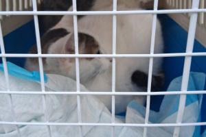  O victima si trei pisici salvate din masina in urma unui accident rutier in judetul Constanta (FOTO)