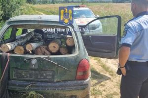 Doi fraţi au fost condamnaţi la închisoare, după ce au tăiat ilegal aproape 500 de arbori, în Satu Mare