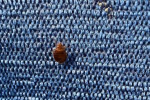 VIDEO. Ploşniţe printre scaunele unui „personal” Timişoara – Arad. Vagonul a fost retras şi trimis la dezinsecţie