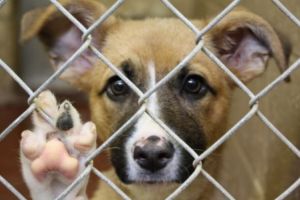 Bacău: Eutanasieri în masă în adăpostul public? Proiectul Primăriei reaprinde disputa privind gestionarea câinilor fără stăpân