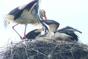 Odată cu luna lui Prier – Au sosit berzele si pe plaiul Gorjean