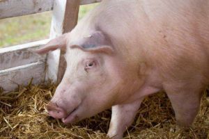 Caz de pestă porcină africană într-o localitate din judeţul Botoşani. Porcul, găsit mort într-o gospodărie