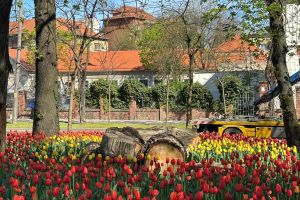 Mii de lalele au transformat inima Timişoarei într-un tablou viu