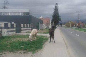 Cai lăsaţi liberi pe străzile din Făgăraş. A intervenit Poliţia Locală