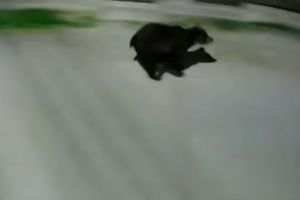 Urşii coboară tot mai des în Prundu Bârgăului. Localnicii, atenţionaţi