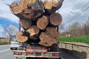 FOTO Tânăr din Botoşani, prins cu un transport ilegal de lemne