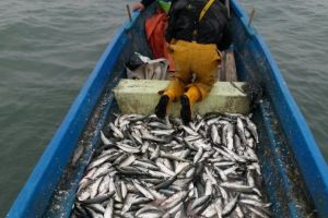 ARBDD - Incepand cu data de 10 aprilie 2026 inceteaza prohibitia la scrumbie