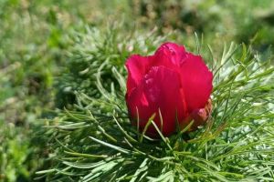 A înflorit primul bujor de stepă în Rezervaţia de la Zau de Câmpie!