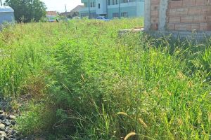 Primăria Timişoara începe verificarea terenurilor cu ambrozie. Proprietarii riscă amenzi de până la 20.000 de lei