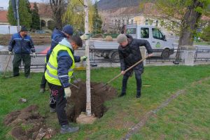 35 de puieţi au fost plantaţi în locul celor 5 arbori uscaţi din Parcul Gheorghe Dima | VIDEO