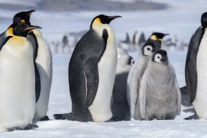 Tragedie în Antarctica. Pinguinii imperiali, împinşi spre dispariţie de topirea gheţii